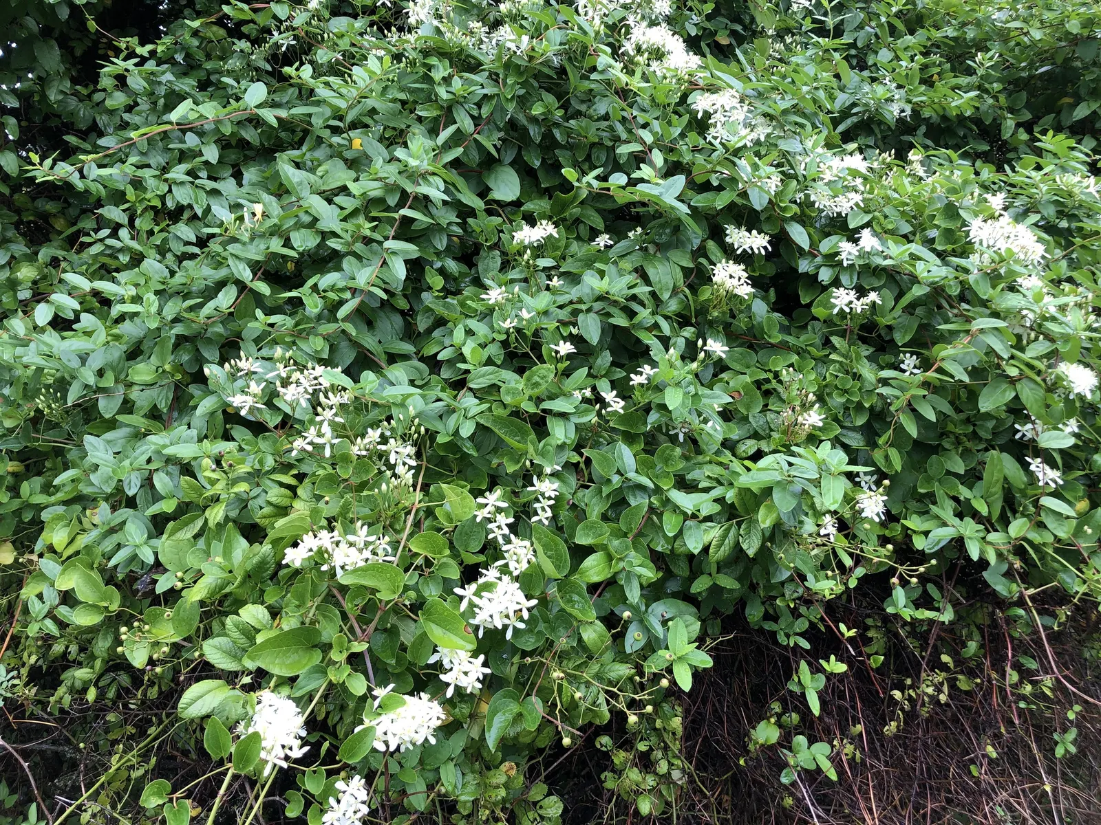 Sweet Autumn Clematis (Clematis 'Sweet Summer Love') — Rapidly growing to 10-15 feet tall, this deciduous climber thrives in USDA zones 4-9; it is hardy in
