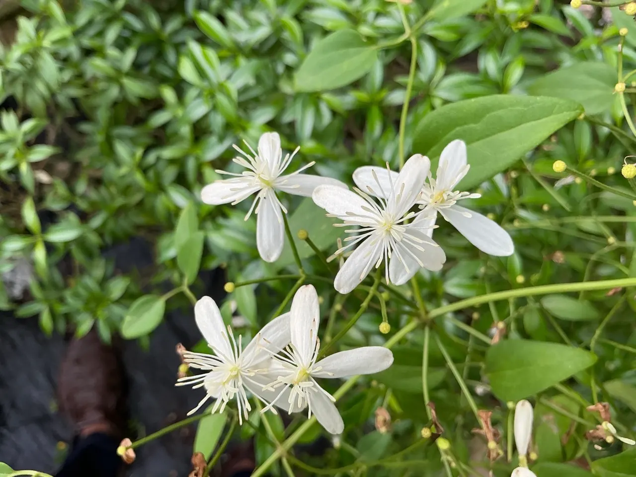 Sweet Autumn Clematis (Clematis 'Sweet Summer Love') — It prefers full sun to part shade and well-drained soil, blossoming from mid to late summer, image 30