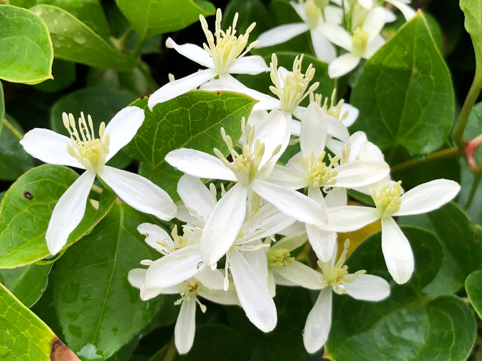 Sweet Autumn Clematis (Clematis 'Sweet Summer Love') — Pruning will help maintain the plant's shape, encourage vigorous growth, and enhance flowering; the