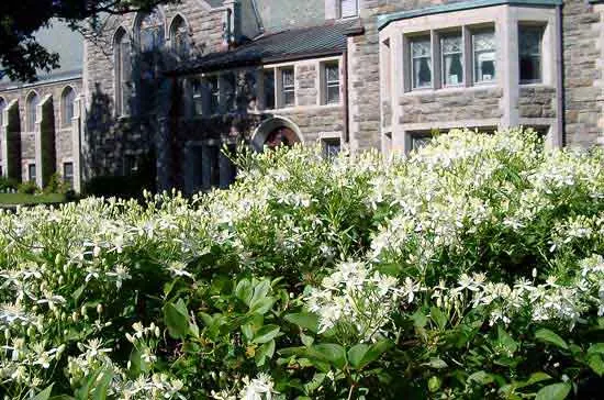 Sweet Autumn Clematis (Clematis 'Sweet Summer Love') — shrub with purple and red blooms