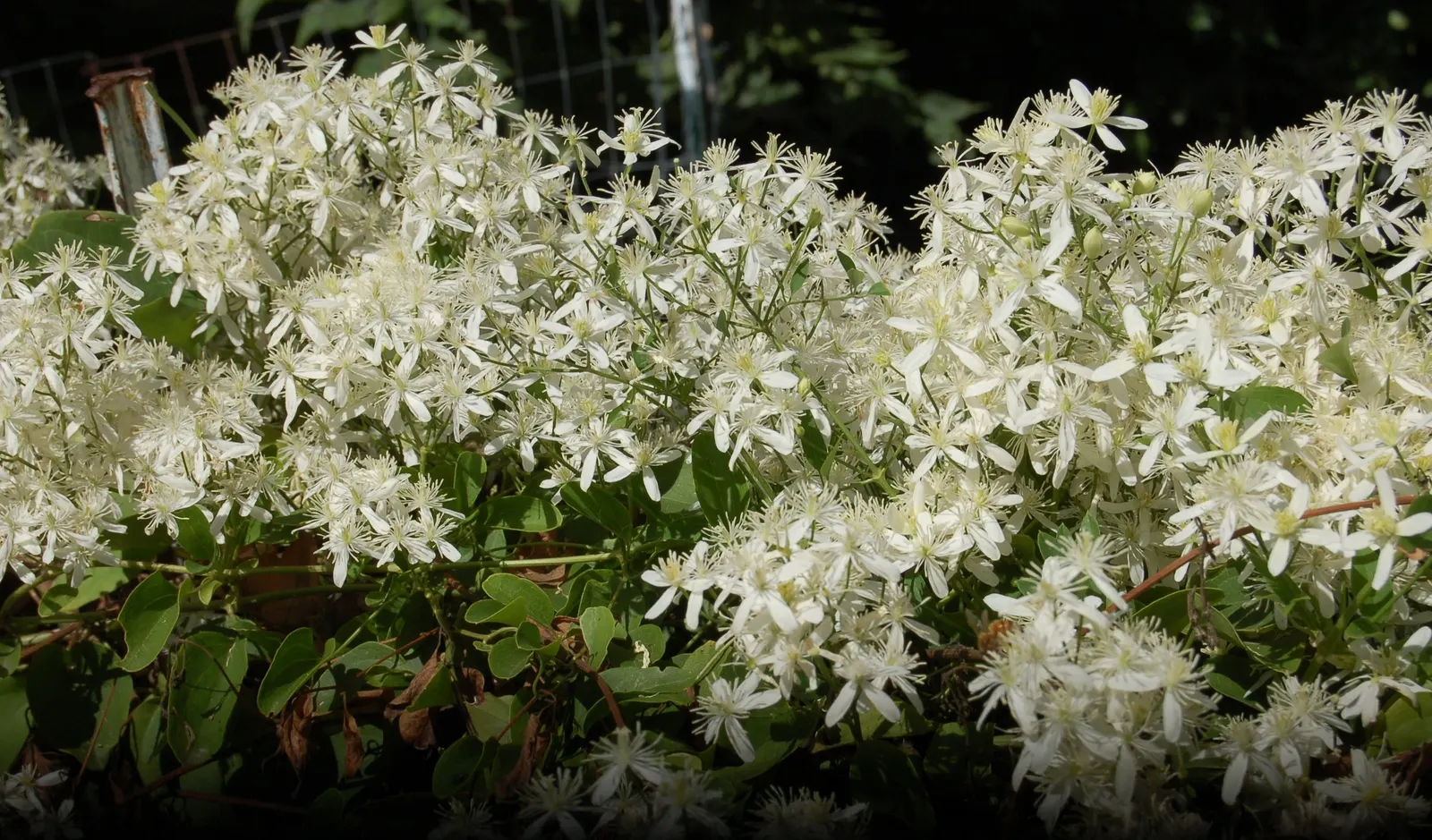 Sweet Autumn Clematis (Clematis 'Sweet Summer Love') — To ensure optimal performance, it should be planted in full sun to part shade and requires, image 43