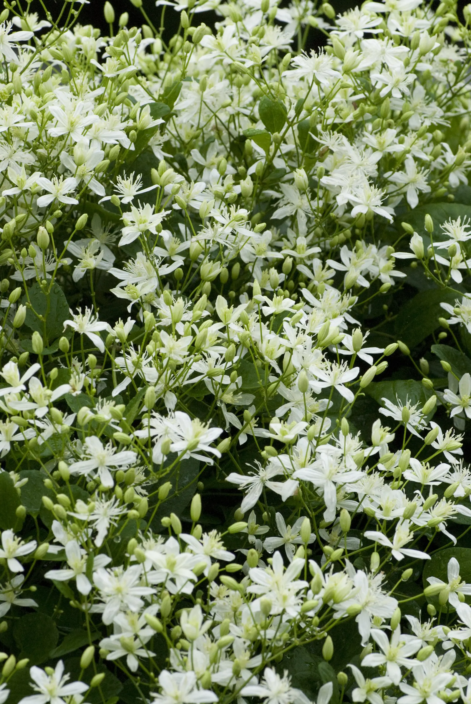 Sweet Autumn Clematis (Clematis 'Sweet Summer Love') — It is hardy in USDA zones 4 through 9