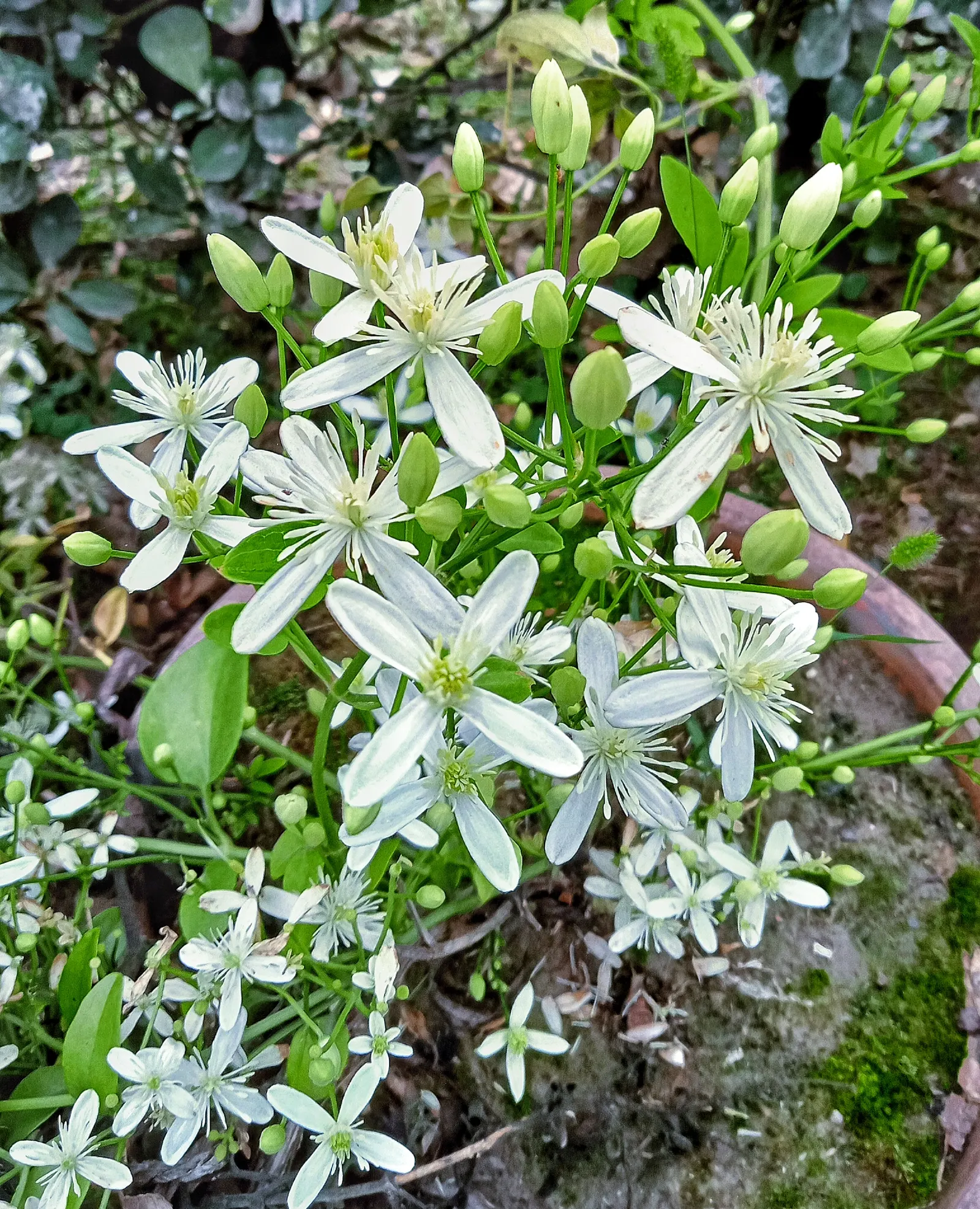 Sweet Autumn Clematis (Clematis 'Sweet Summer Love') — season-long display that is both visually stunning and delightfully fragrant