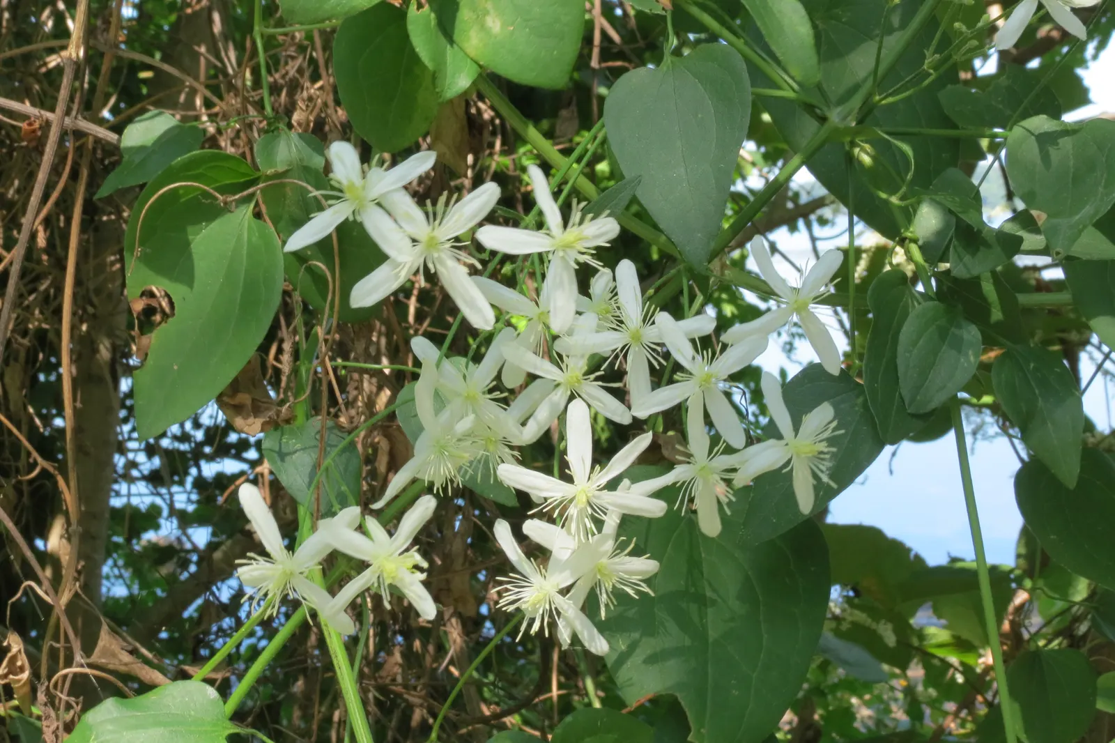 Sweet Autumn Clematis (Clematis 'Sweet Summer Love') — Prune in late winter for optimal health and shape; it's an update on the classic Sweet Autumn Clematis