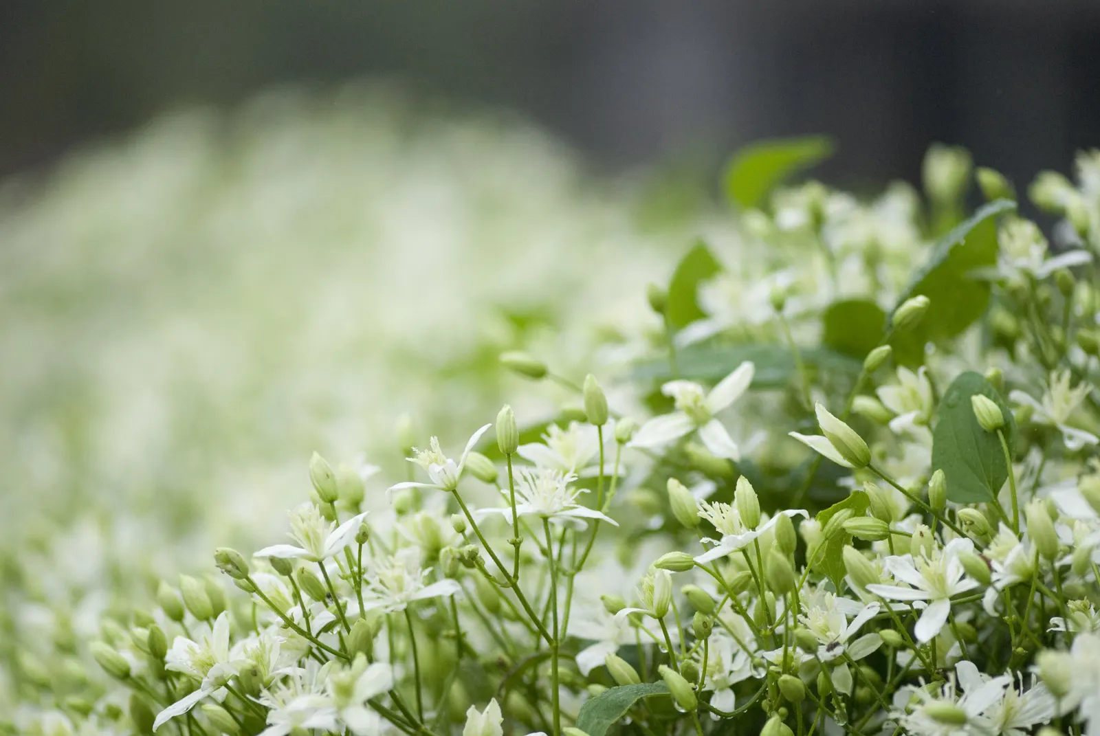 Sweet Autumn Clematis (Clematis 'Sweet Summer Love') — star-shaped flowers create a breathtaking effect as they cover the dark green