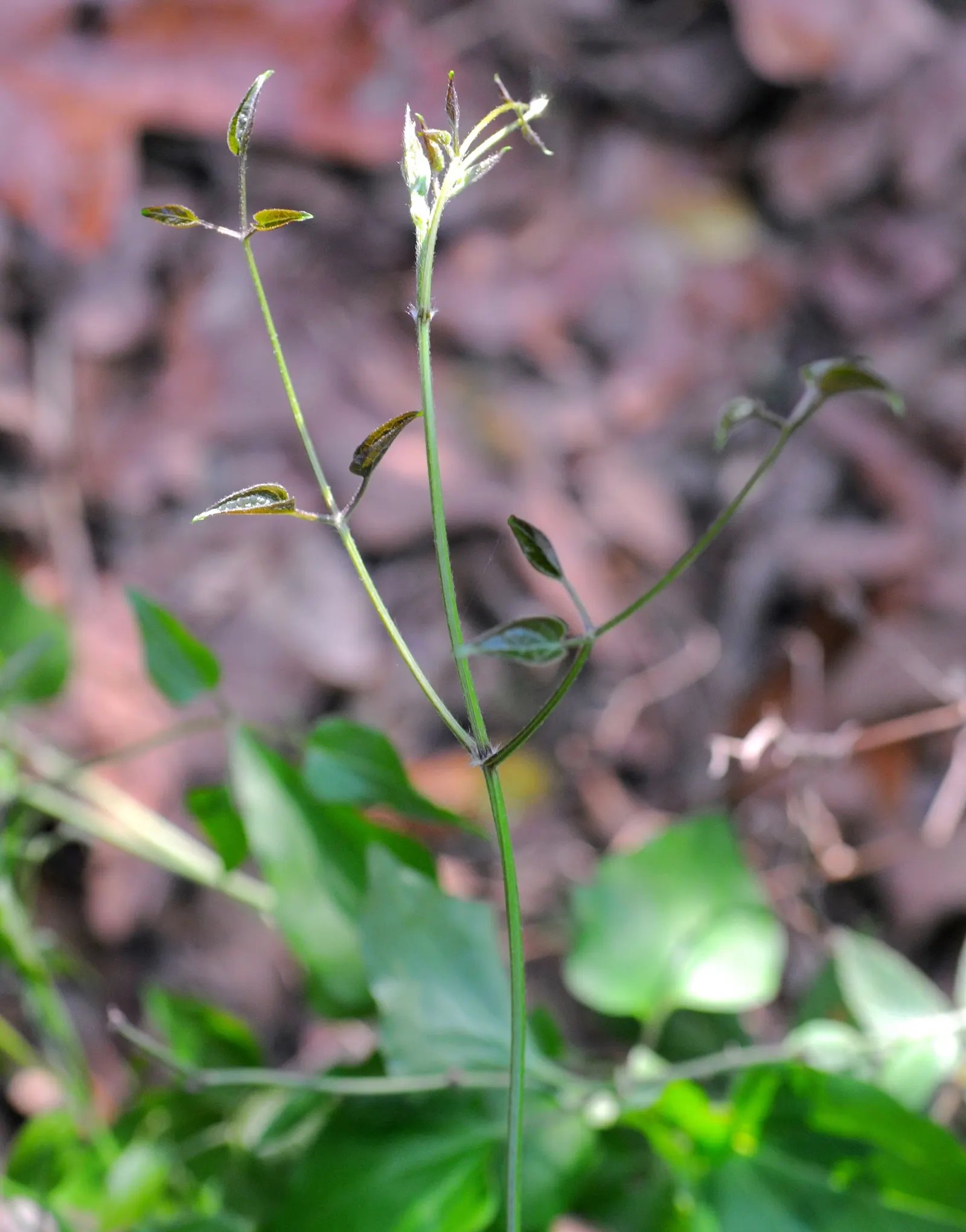 Sweet Autumn Clematis (Clematis 'Sweet Summer Love') — making it an ideal plant for trellises; rapidly growing to 10-15 feet tall, this deciduous climber