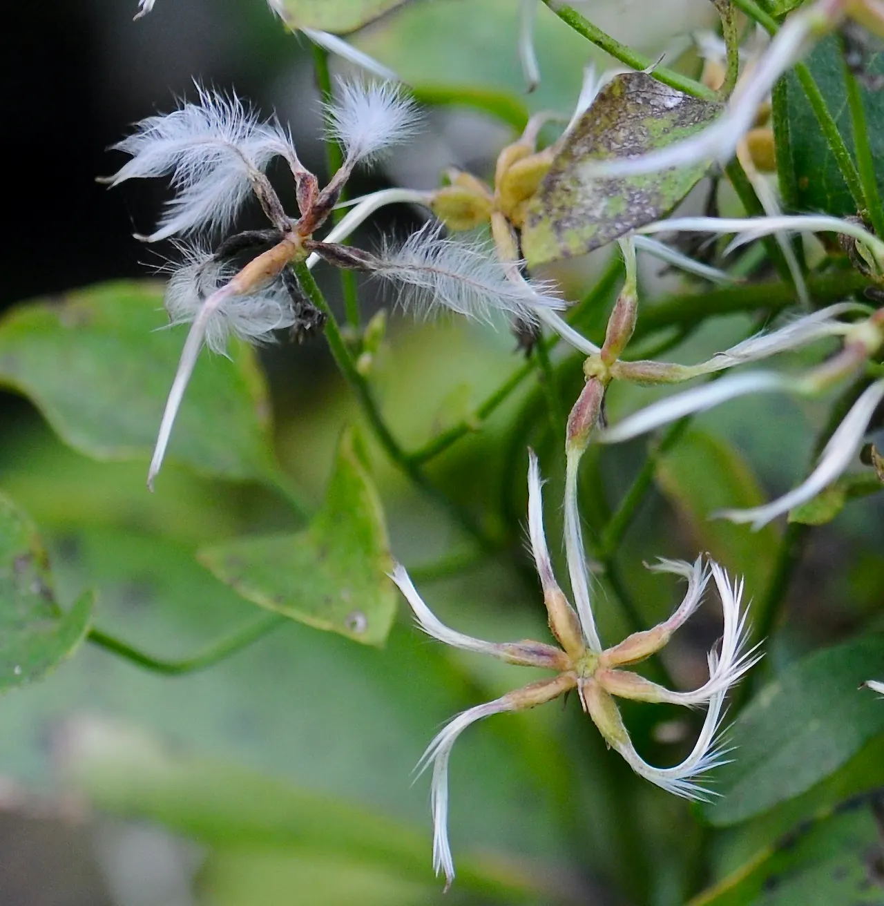 Sweet Autumn Clematis (Clematis 'Sweet Summer Love') — It's an update on the classic Sweet Autumn Clematis; this vigorous climber can reach heights of up to 12