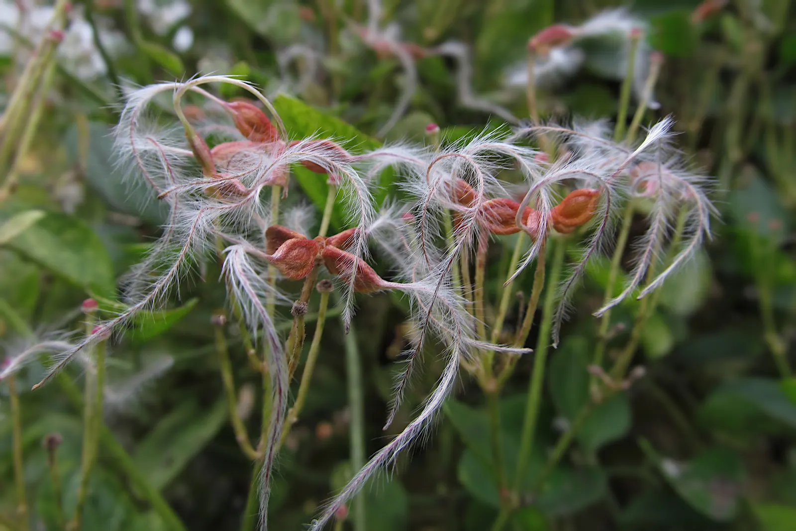 Sweet Autumn Clematis (Clematis 'Sweet Summer Love') — Sweet Autumn Clematis 'Sweet Summer Love' is a profusely blooming vine; it prefers full sun to part