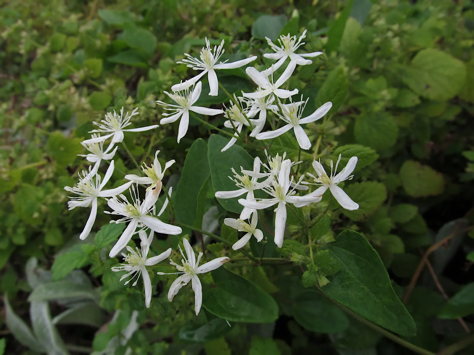 Sweet Autumn Clematis (Clematis 'Sweet Summer Love') — cranberry-violet blossoms.<br><br>Blooming prolifically from mid-summer to early fall
