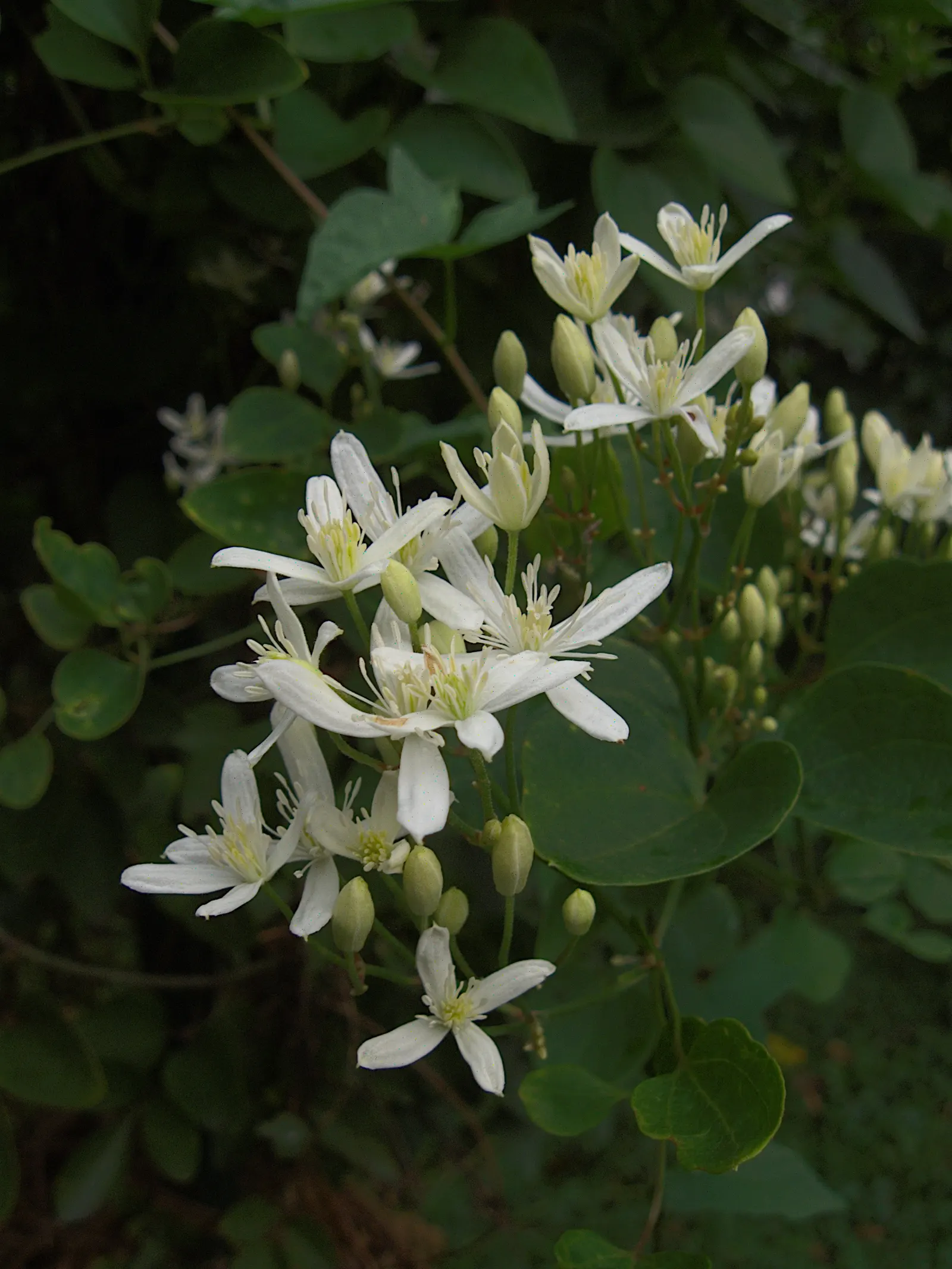 Sweet Autumn Clematis (Clematis 'Sweet Summer Love') — as this species blooms on new wood; shrub for full or half