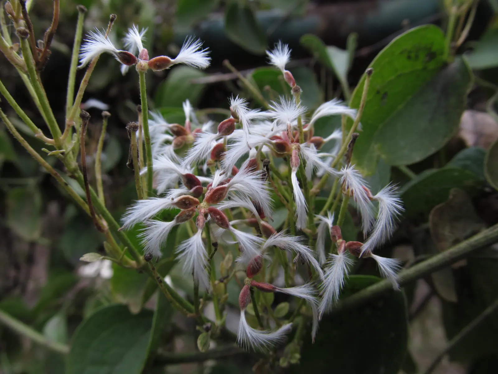 Sweet Autumn Clematis (Clematis 'Sweet Summer Love') — Sweet Autumn Clematis 'Sweet Summer Love' is a profusely blooming vine