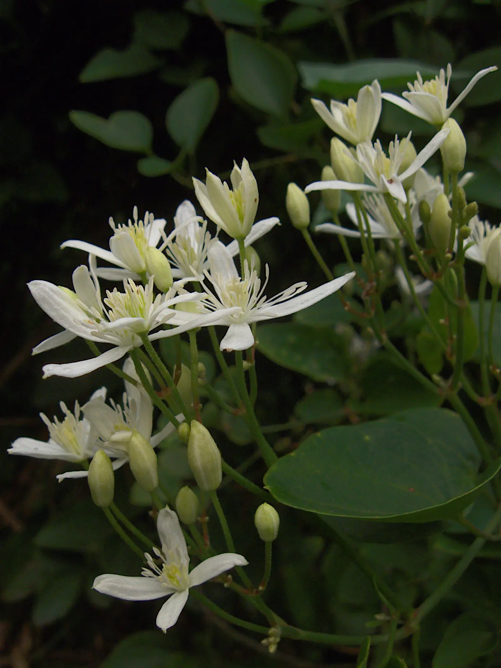 Sweet Autumn Clematis (Clematis 'Sweet Summer Love') — season-long display that is both visually stunning and delightfully fragrant; the Sweet Autumn Clematis