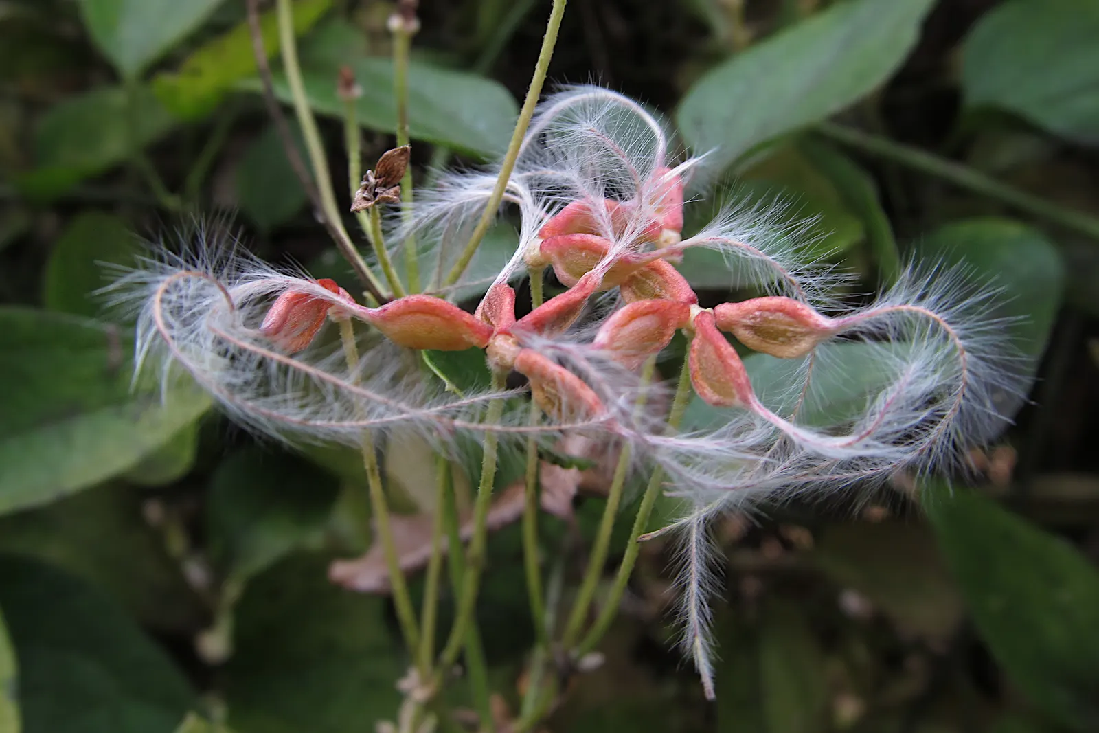 Sweet Autumn Clematis (Clematis 'Sweet Summer Love') — It prefers full sun to part shade and well-drained soil, blossoming from mid to late summer into fall