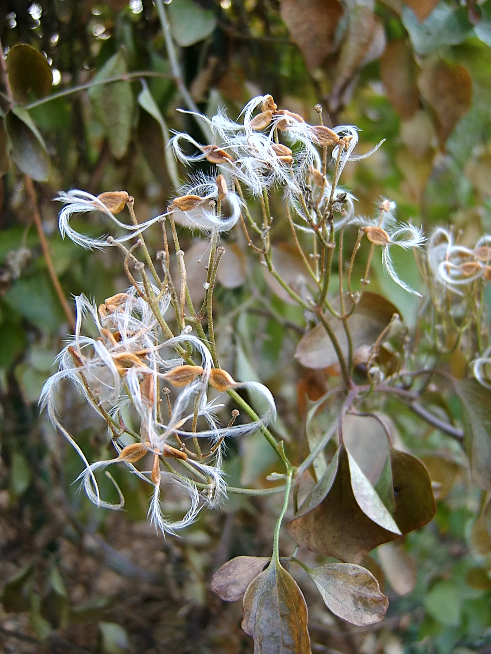 Sweet Autumn Clematis (Clematis 'Sweet Summer Love') — scientifically named Clematis terniflora