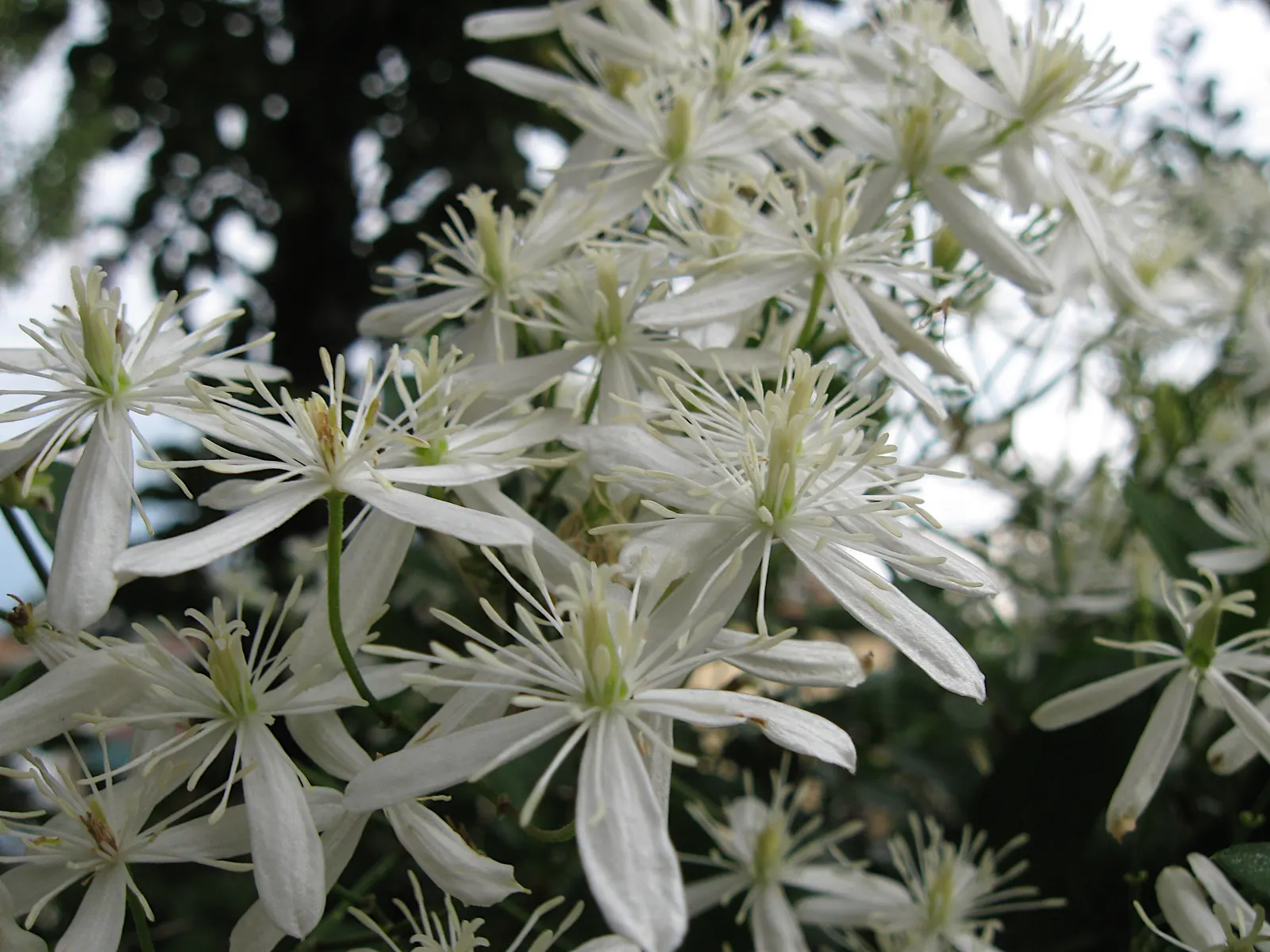 Sweet Autumn Clematis (Clematis 'Sweet Summer Love') — star-shaped purple flowers; with a spread of 6 to 9 feet