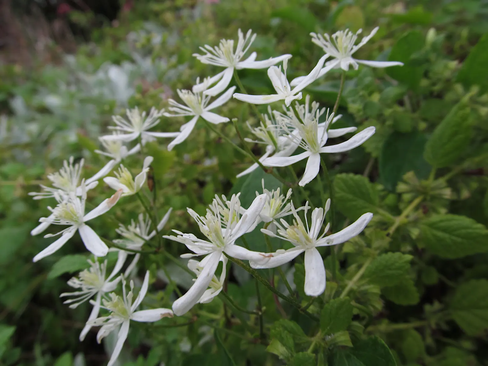 Sweet Autumn Clematis (Clematis 'Sweet Summer Love') — with a spread of 6 to 9 feet