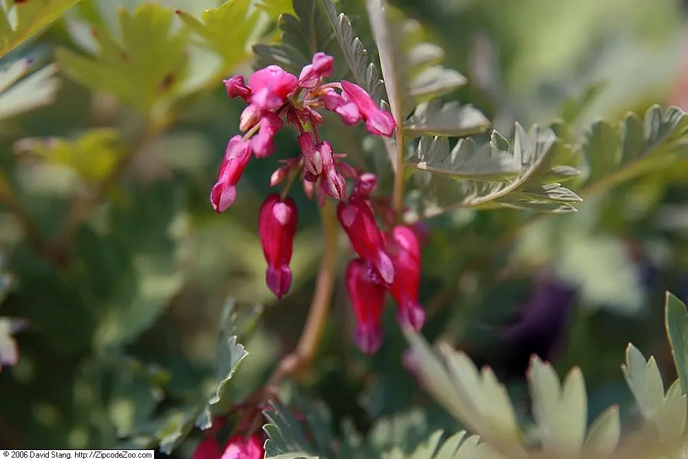 Luxuriant Bleeding Heart (Dicentra 'Luxuriant') — thrives in USDA zones 3-9