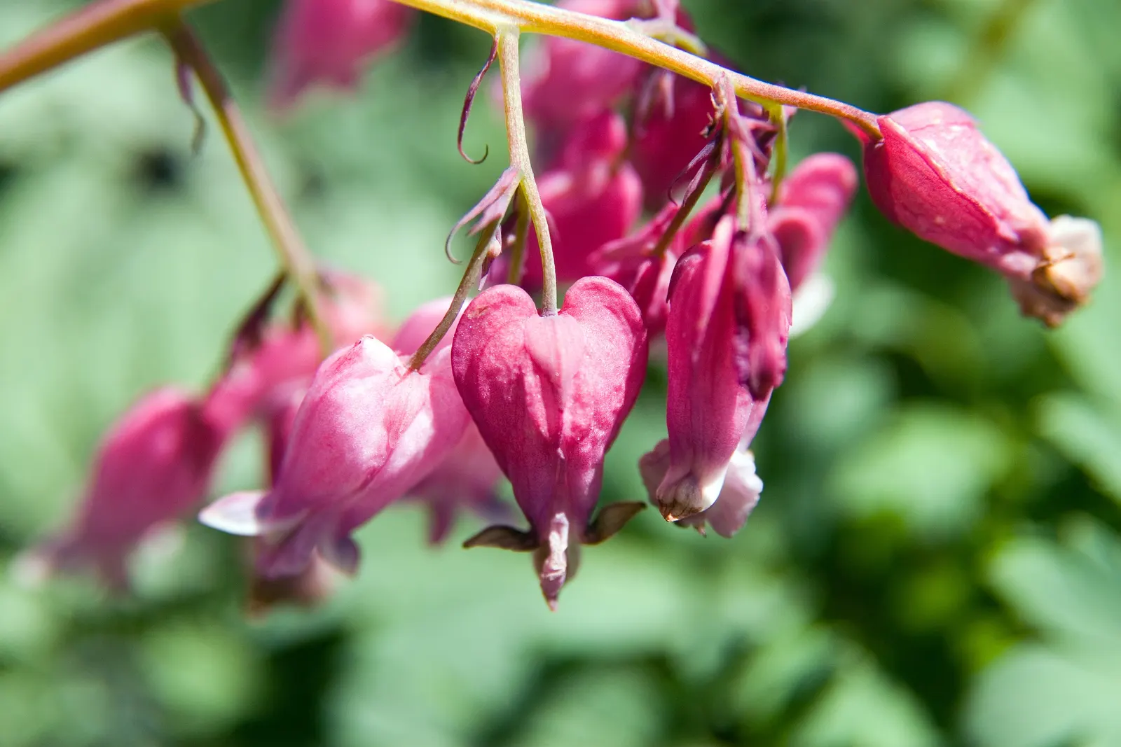 Luxuriant Bleeding Heart (Dicentra 'Luxuriant') — bluish-green foliage reaching 10-12 inches tall and 12-18 inches wide