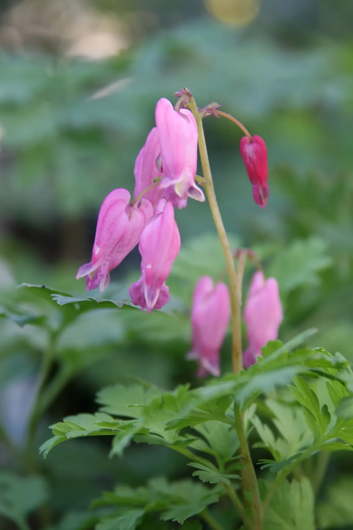 Luxuriant Bleeding Heart (Dicentra 'Luxuriant') — heart-shaped flowers from late spring to early fall