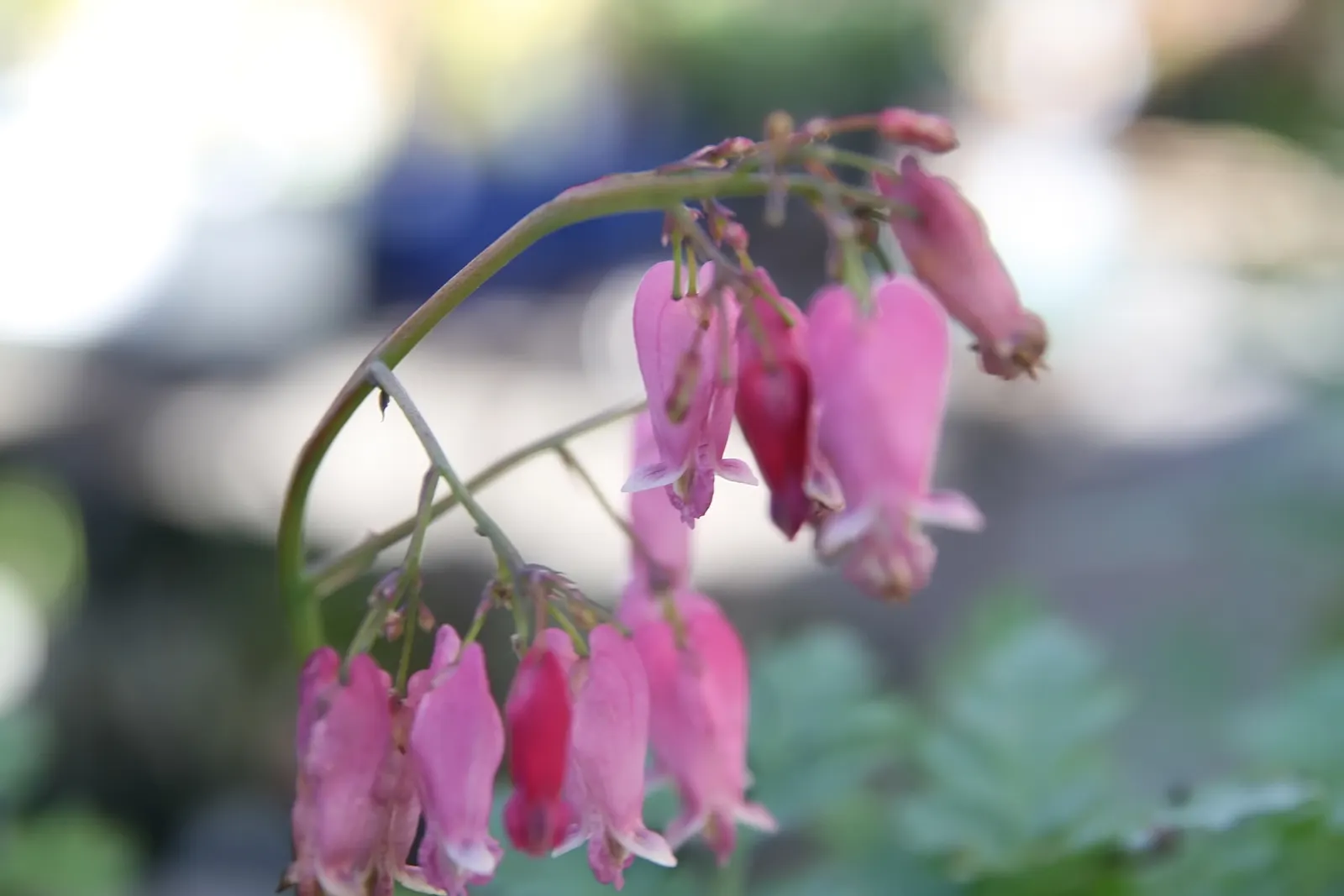 Luxuriant Bleeding Heart (Dicentra 'Luxuriant') — and flourishes in well-drained soil