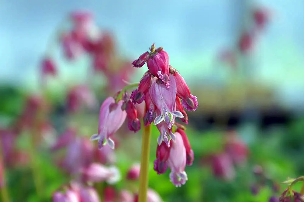 Luxuriant Bleeding Heart (Dicentra 'Luxuriant') — also known as the Luxuriant Bleeding Heart