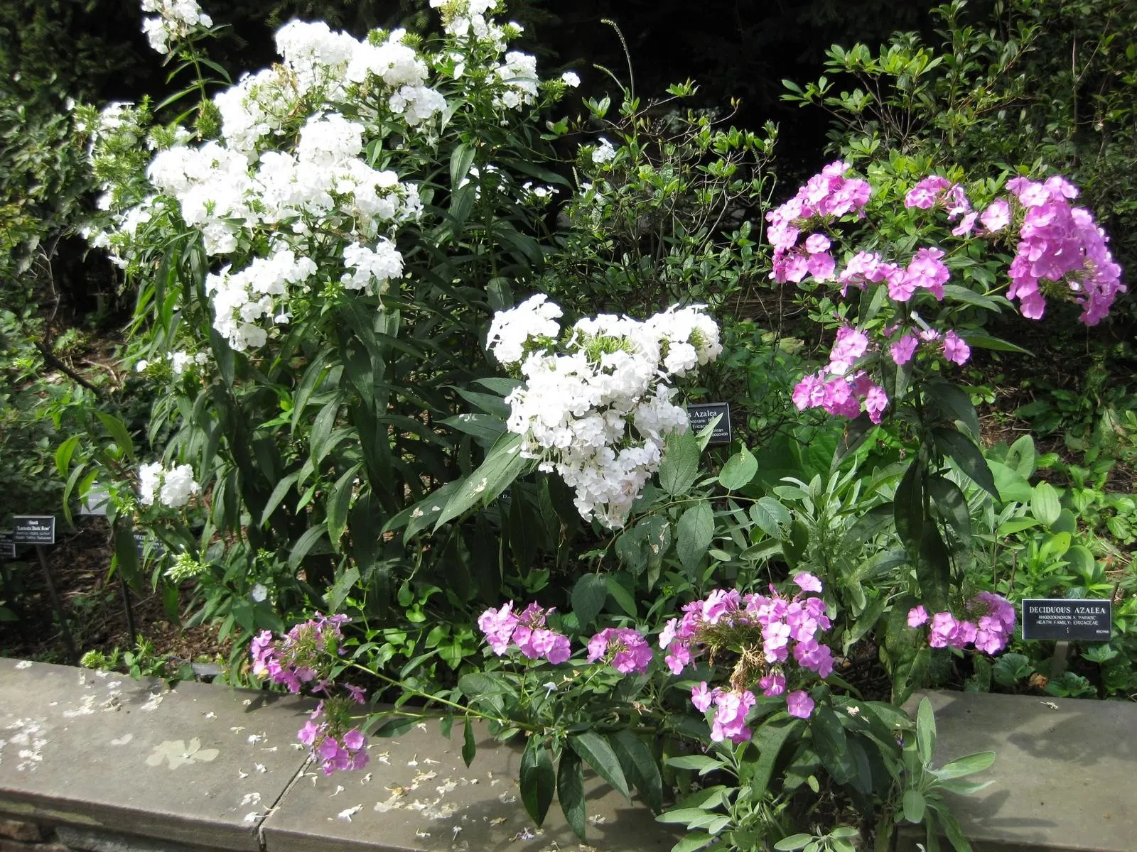 Coral Flame Phlox (Phlox Flame&trade; Series Coral) — It performs optimally in USDA zones 4 through 8; with its vibrant flowers and easy care