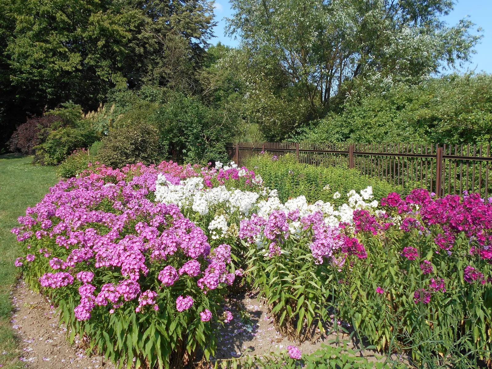 Coral Flame Phlox (Phlox Flame&trade; Series Coral) — Ideal for borders, it reaches 15-18 inches in height and spreads up to 18 inches; and texture to any