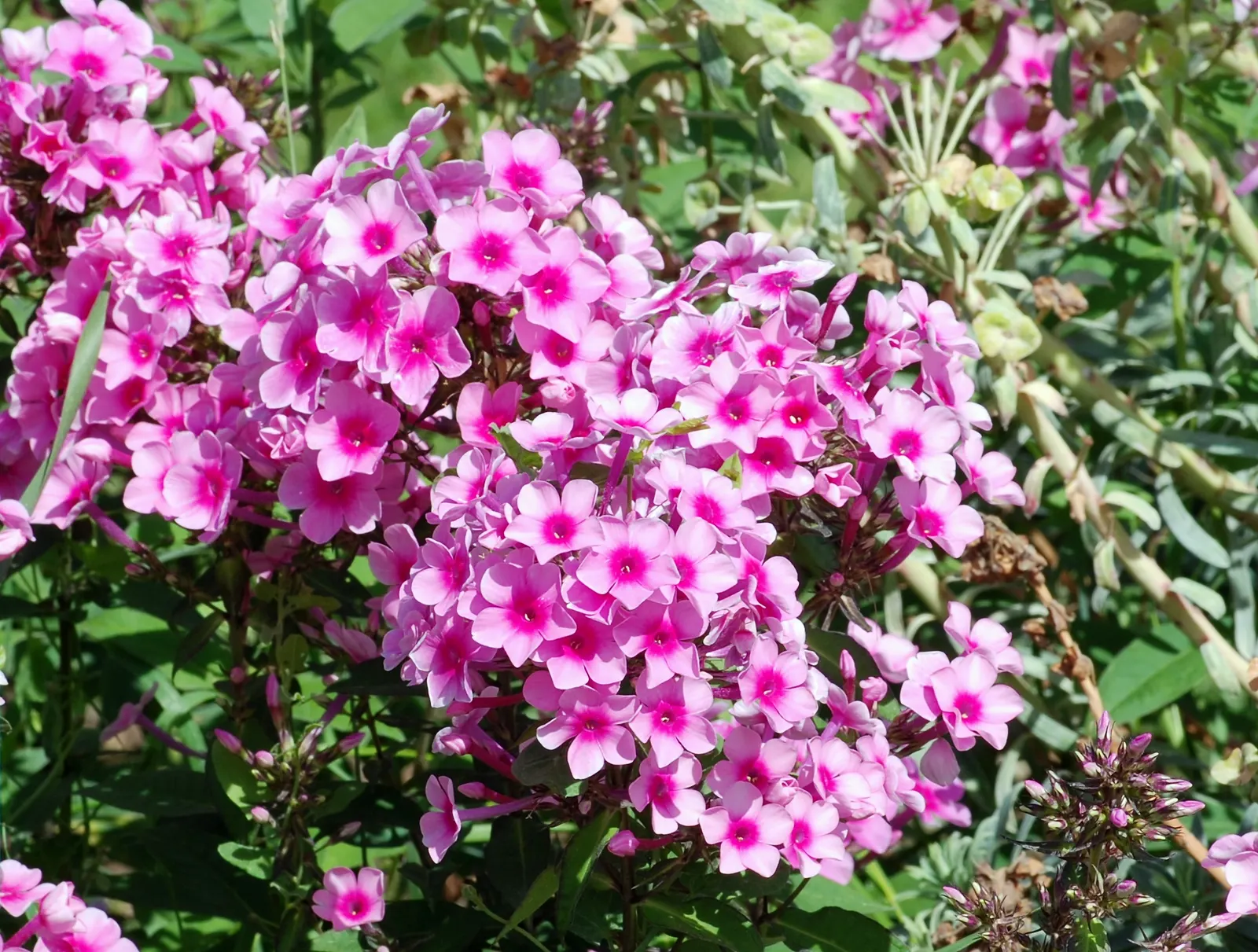 Coral Flame Phlox (Phlox Flame&trade; Series Coral) — A cultivar of Phlox paniculata; and texture to any garden design
