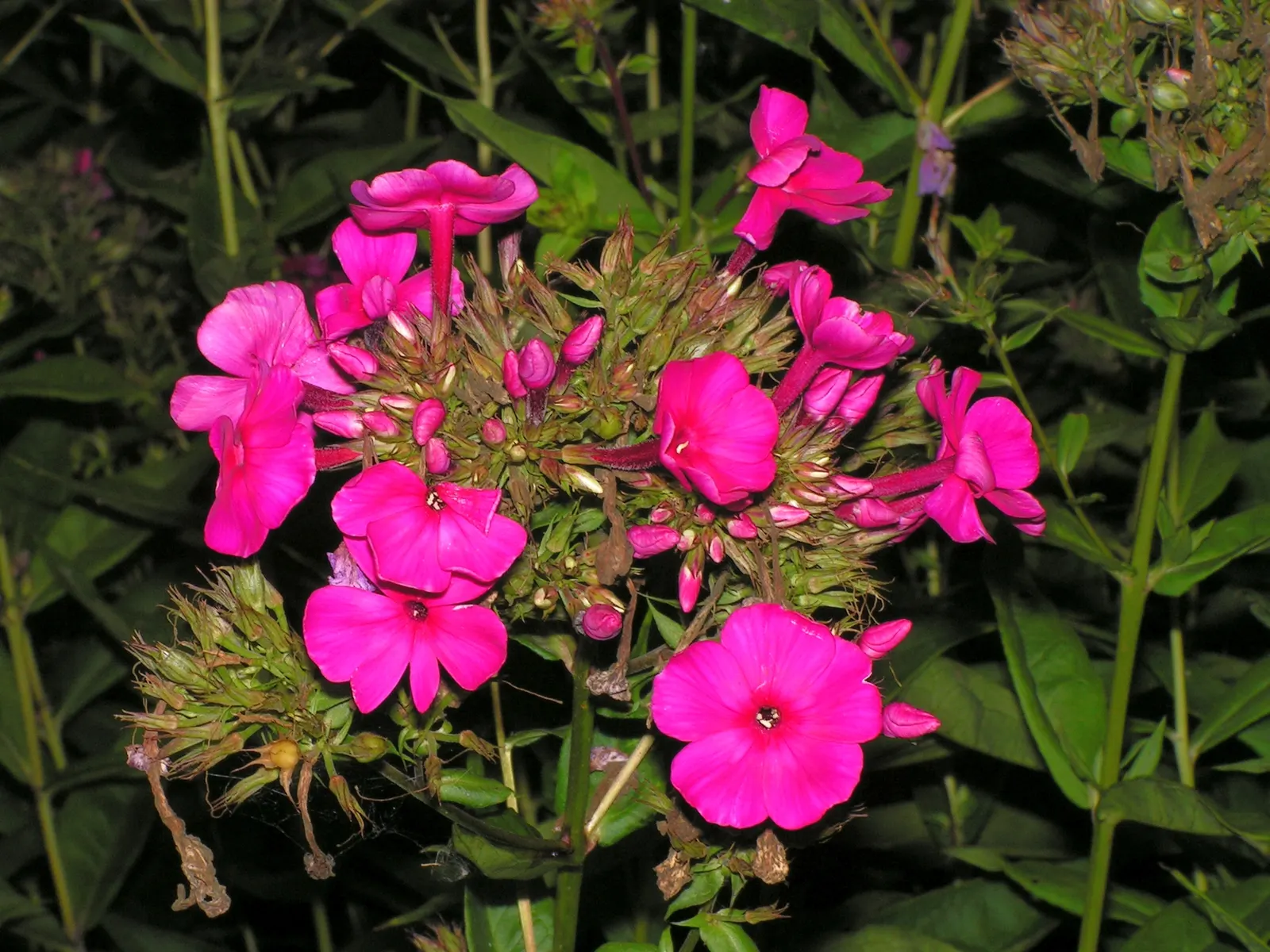 Coral Flame Phlox (Phlox Flame&trade; Series Coral) — For enhanced vigor, apply a general-purpose fertilizer in the spring when new growth appears