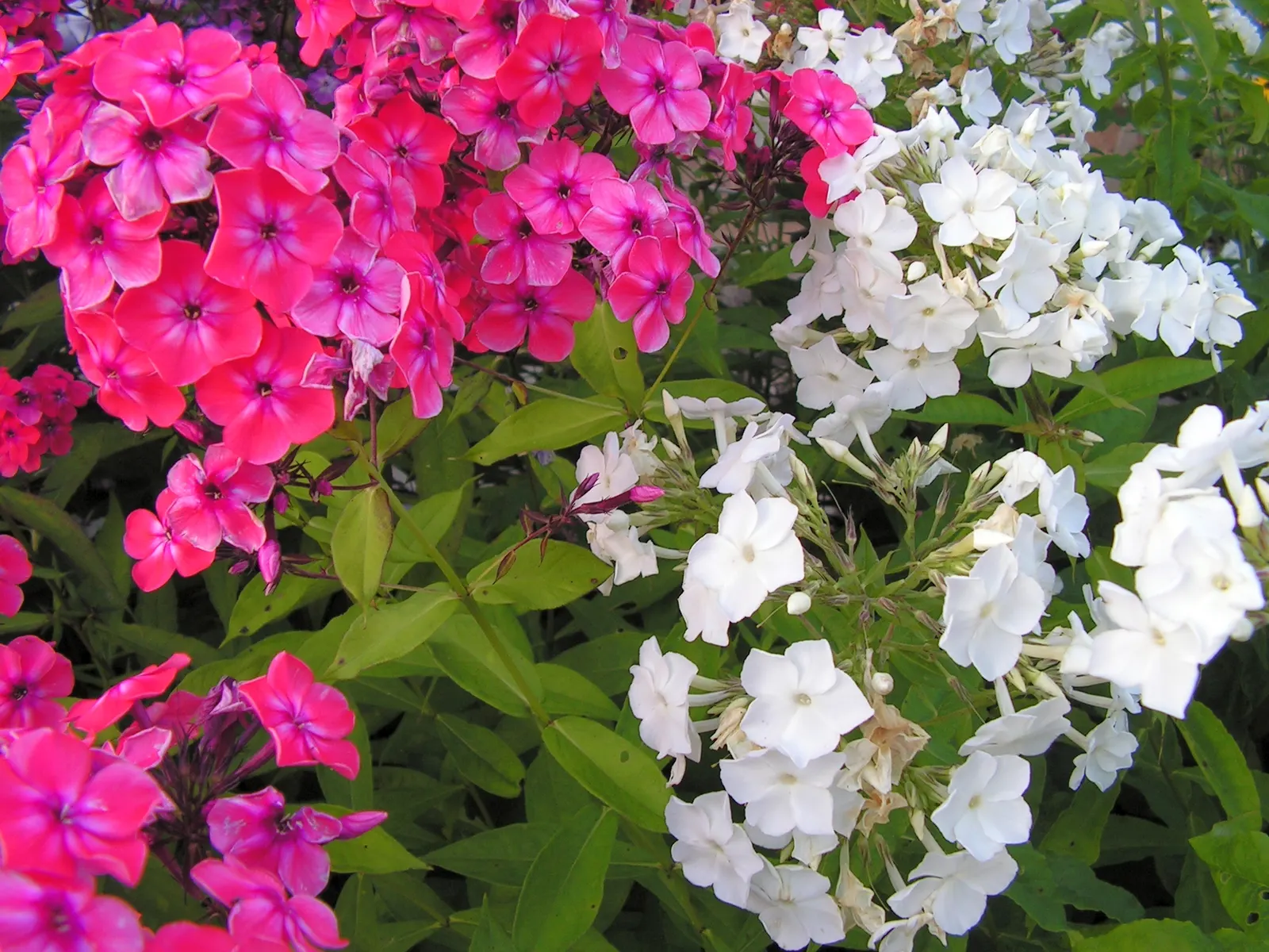 Coral Flame Phlox (Phlox Flame&trade; Series Coral) — this phlox variety thrives in full sun to part shade, image 53