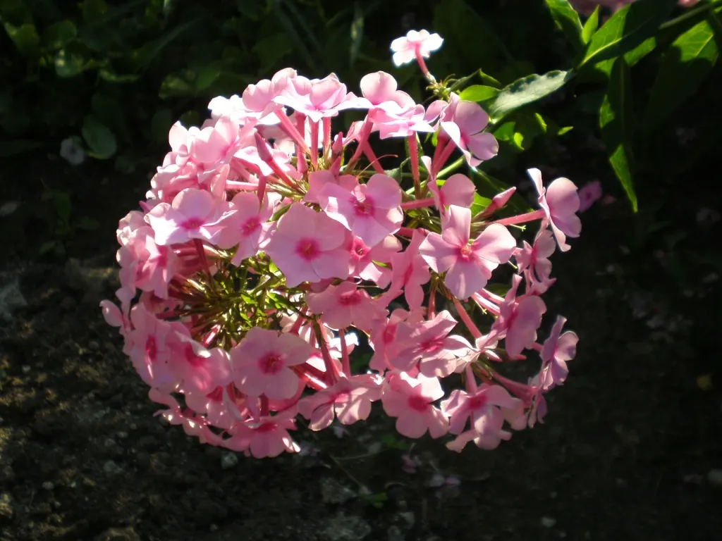 Coral Flame Phlox (Phlox Flame&trade; Series Coral) — With its vibrant flowers and easy care