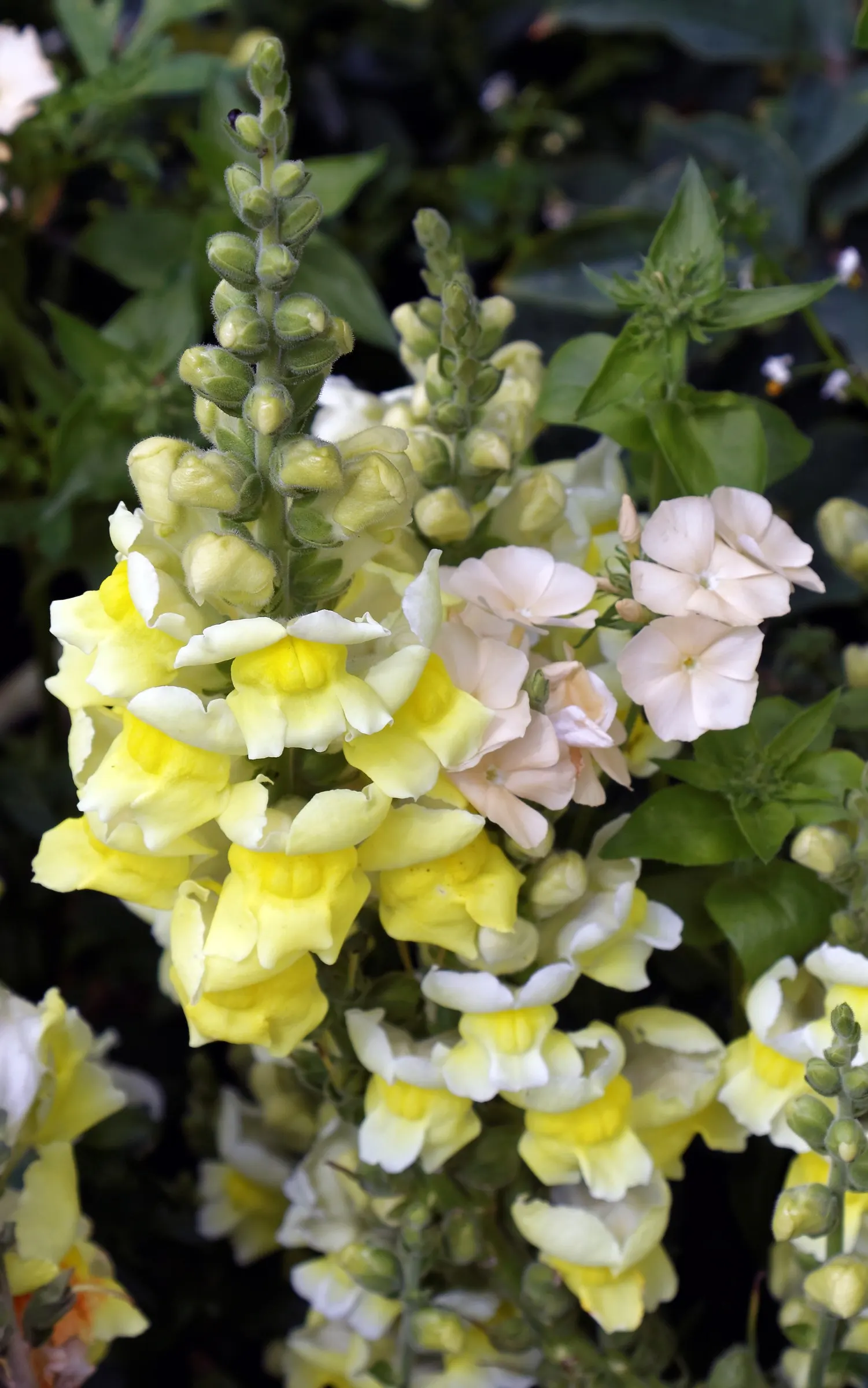 Coral Flame Phlox (Phlox Flame&trade; Series Coral) — This hardy plant thrives in full sun to part shade and well-drained soil in USDA zones 4-8