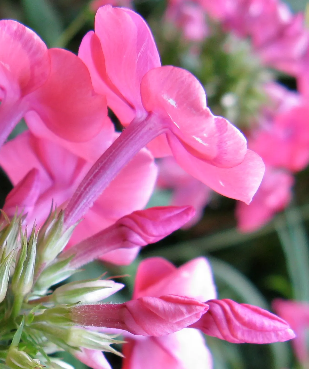 Coral Flame Phlox (Phlox Flame&trade; Series Coral) — and texture to any garden design, image 25