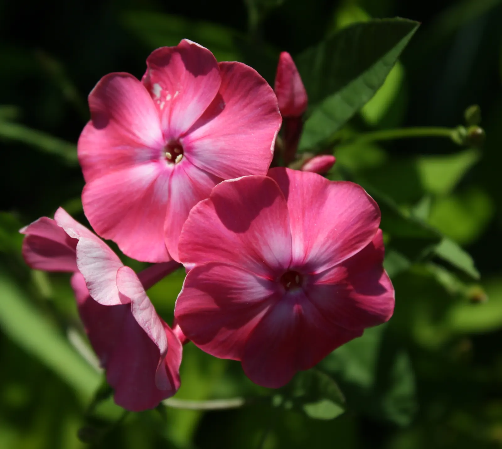 Coral Flame Phlox (Phlox Flame&trade; Series Coral) — this phlox variety thrives in full sun to part shade, image 32