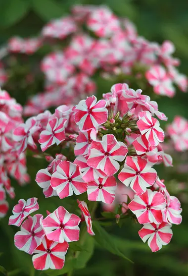 Coral Flame Phlox (Phlox Flame&trade; Series Coral) — This hardy plant thrives in full sun to part shade and well-drained soil in USDA zones 4-8, image 44