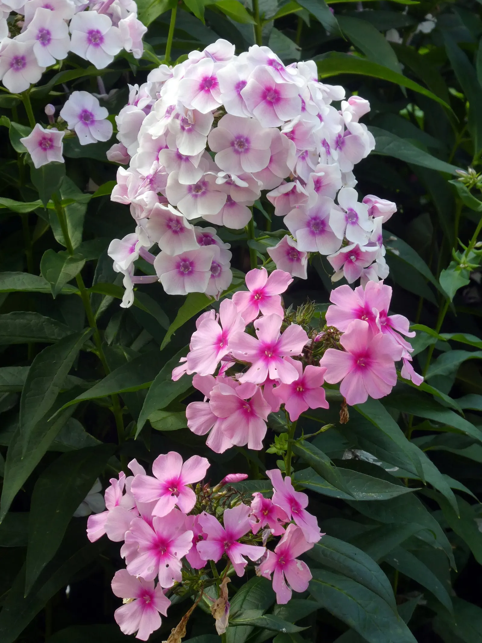 Coral Flame Phlox (Phlox Flame&trade; Series Coral) — Attracts pollinators while being resistant to mildew; with its vibrant flowers and easy care, image 45