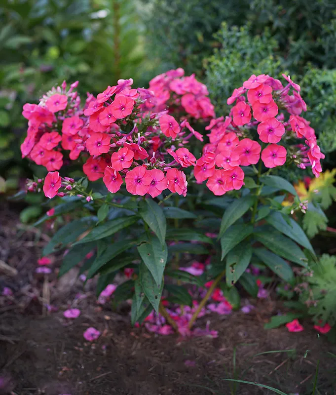 Coral Flame Phlox (Phlox Flame&trade; Series Coral) — With its vibrant flowers and easy care, image 39
