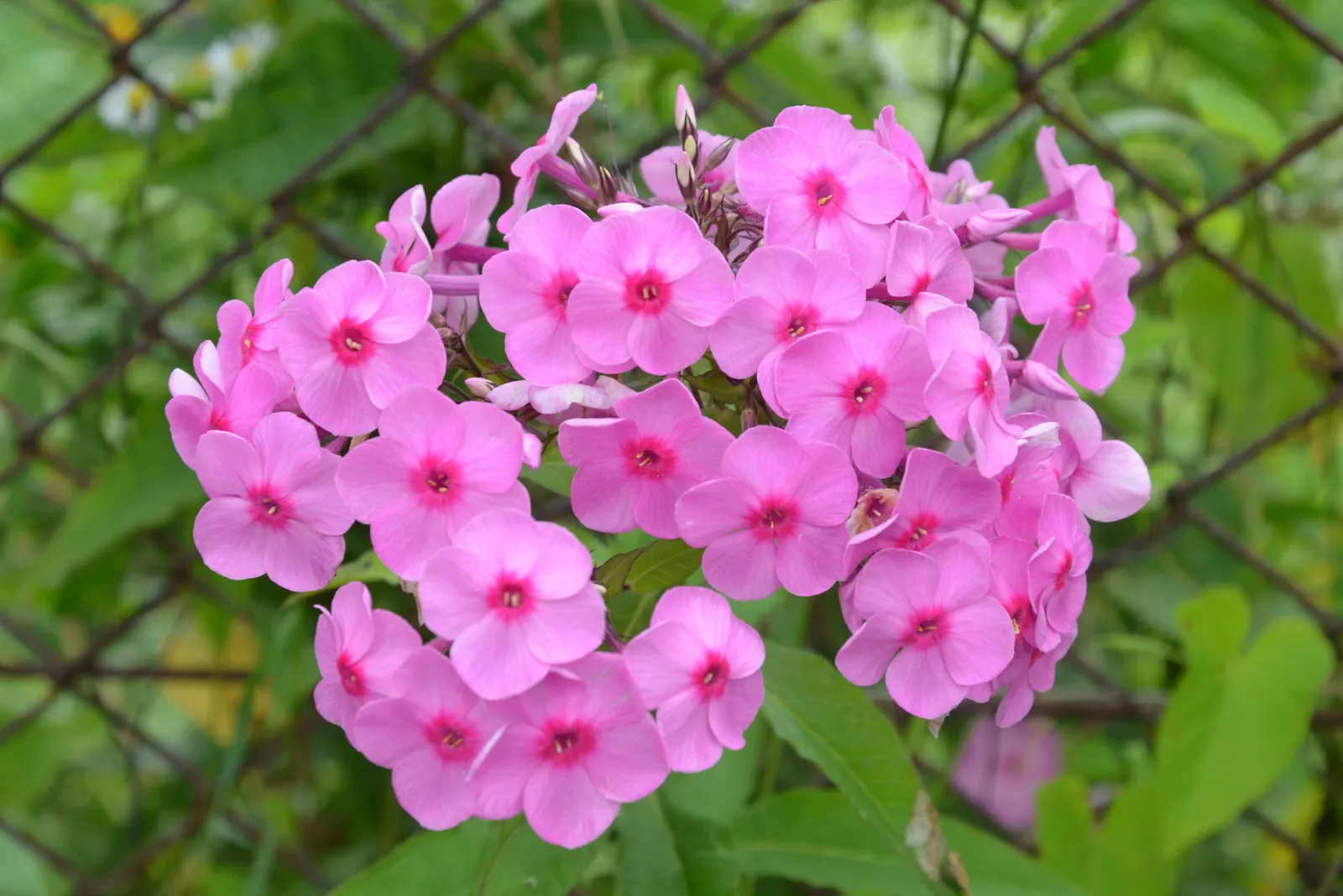 Coral Flame Phlox (Phlox Flame&trade; Series Coral) — For enhanced vigor, apply a general-purpose fertilizer in the spring when new growth appears; this phlox