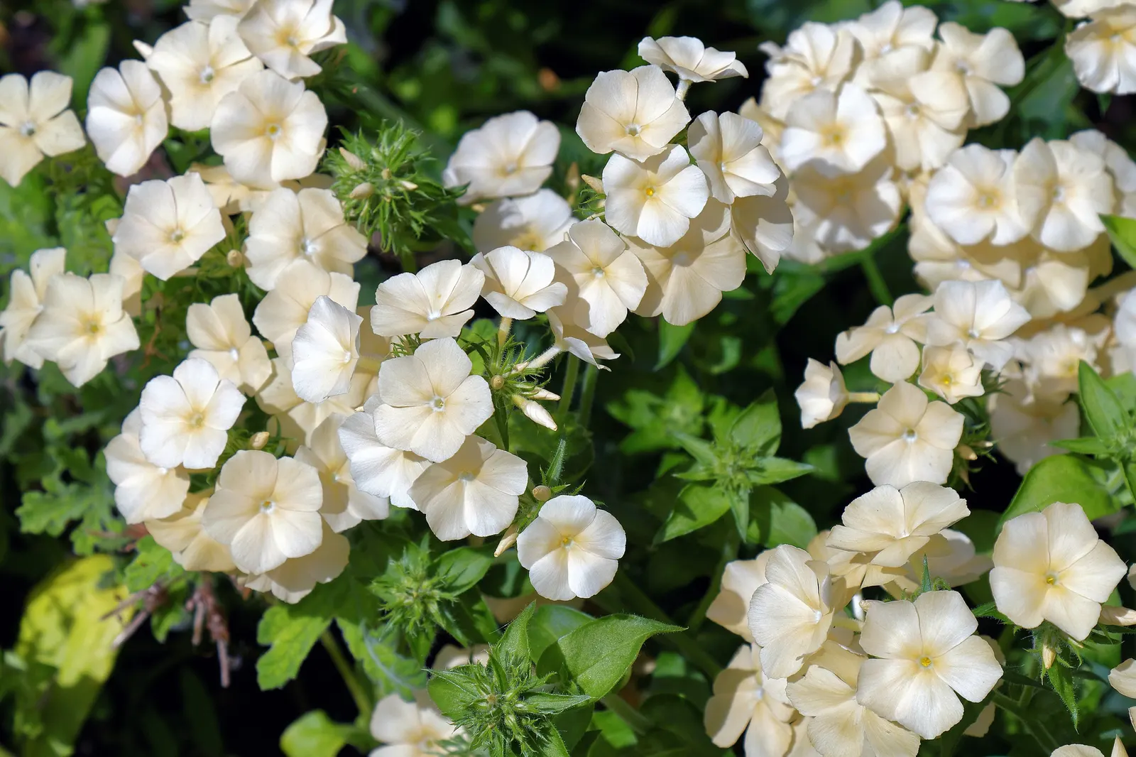 Coral Flame Phlox (Phlox Flame&trade; Series Coral) — herbaceous perennial beloved for its prolonged blooming period and striking coloration; with, image 48