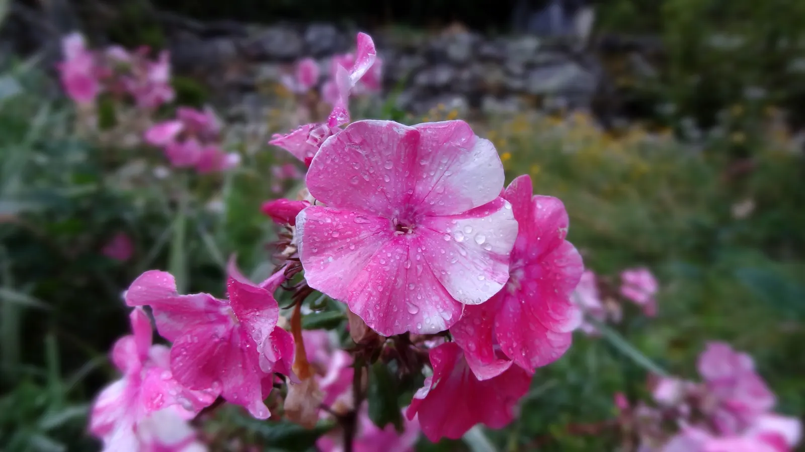 Coral Flame Phlox (Phlox Flame&trade; Series Coral) — a vibrant addition to the garden; this phlox variety thrives in full sun to part shade