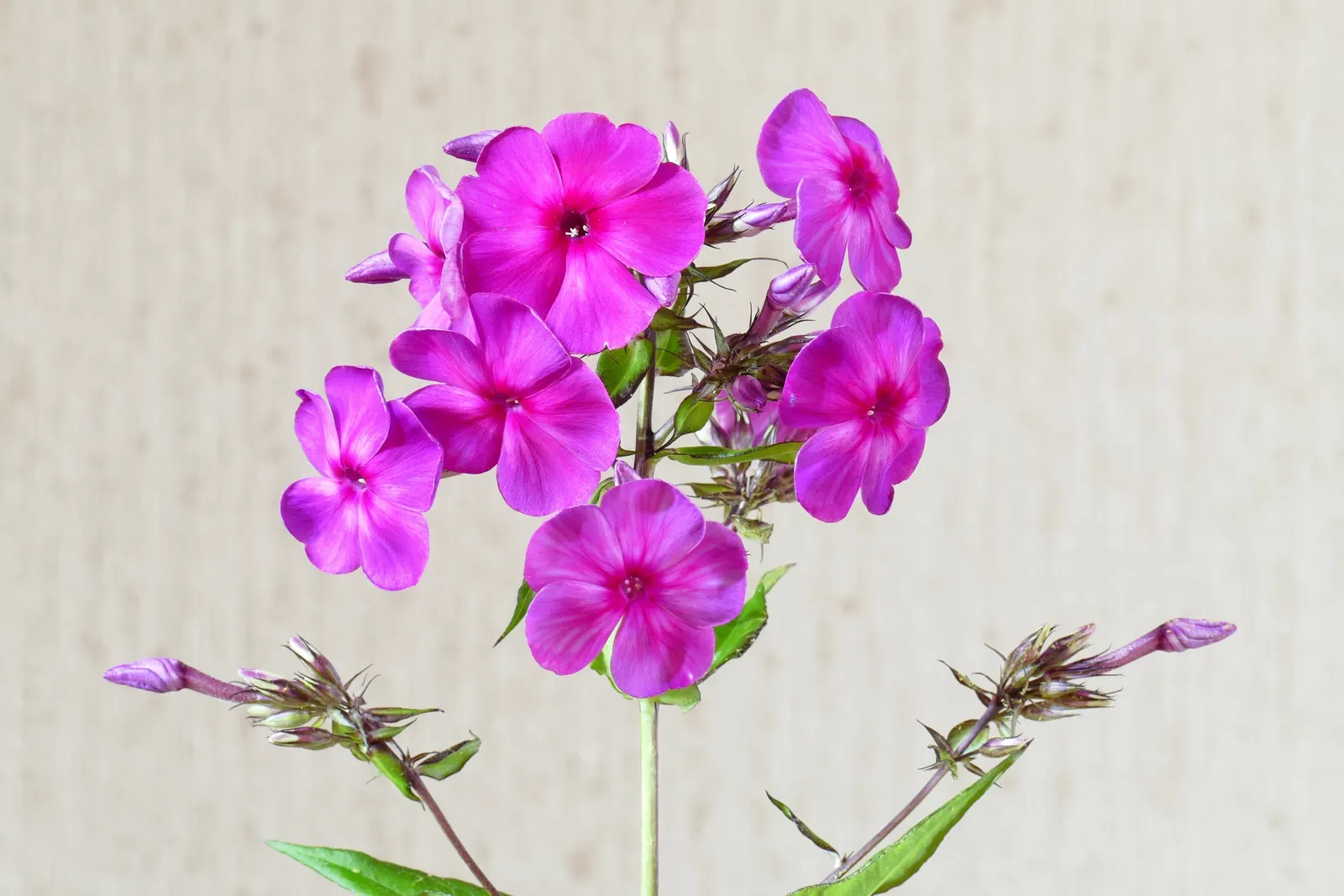 Coral Flame Phlox (Phlox Flame&trade; Series Coral) — A cultivar of Phlox paniculata; and texture to any garden design, image 49
