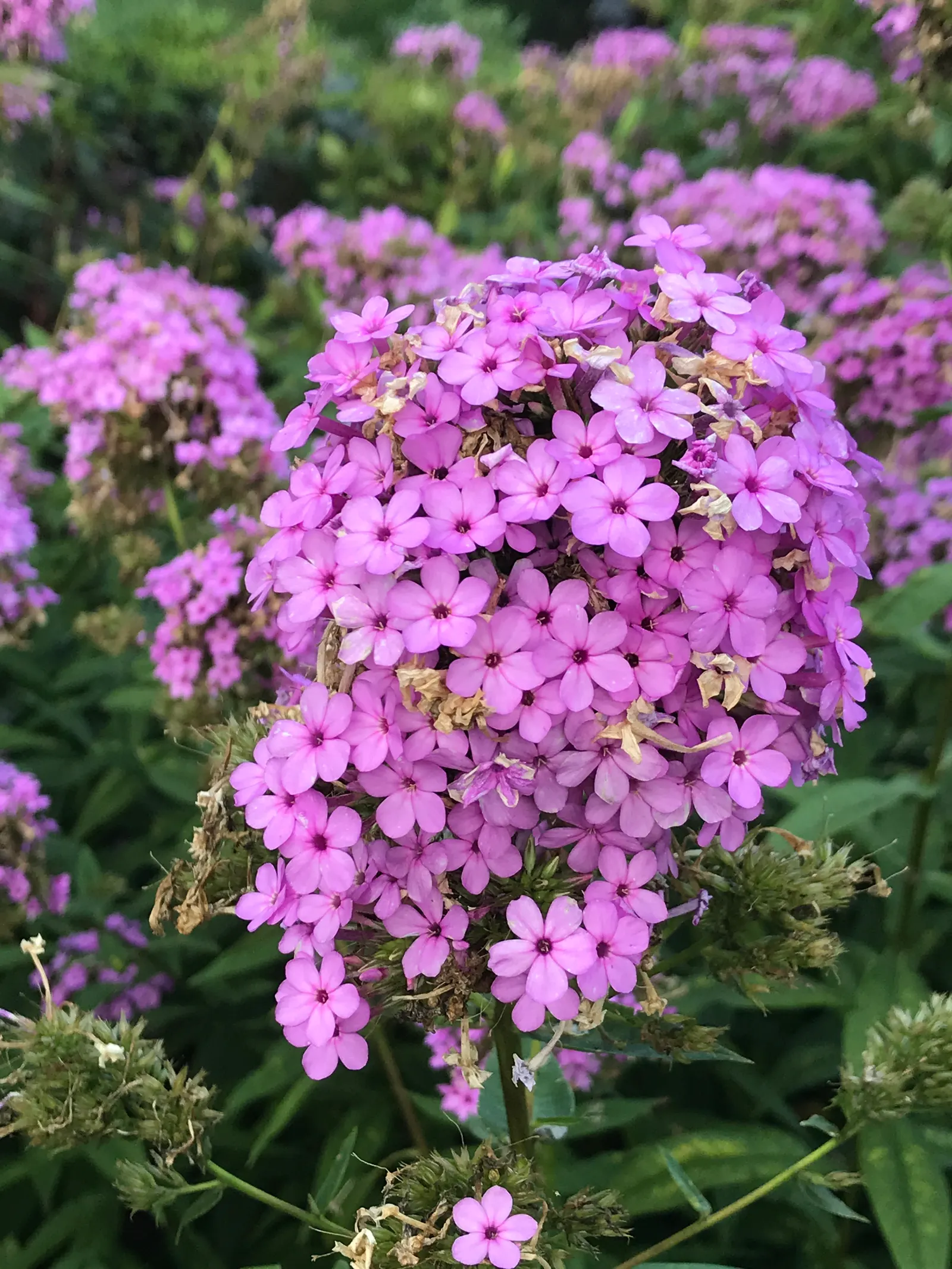 Coral Flame Phlox (Phlox Flame&trade; Series Coral) — a vibrant addition to the garden