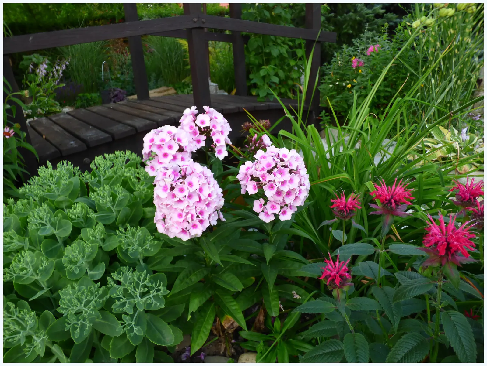 Coral Flame Phlox (Phlox Flame&trade; Series Coral) — red flowers in the garden