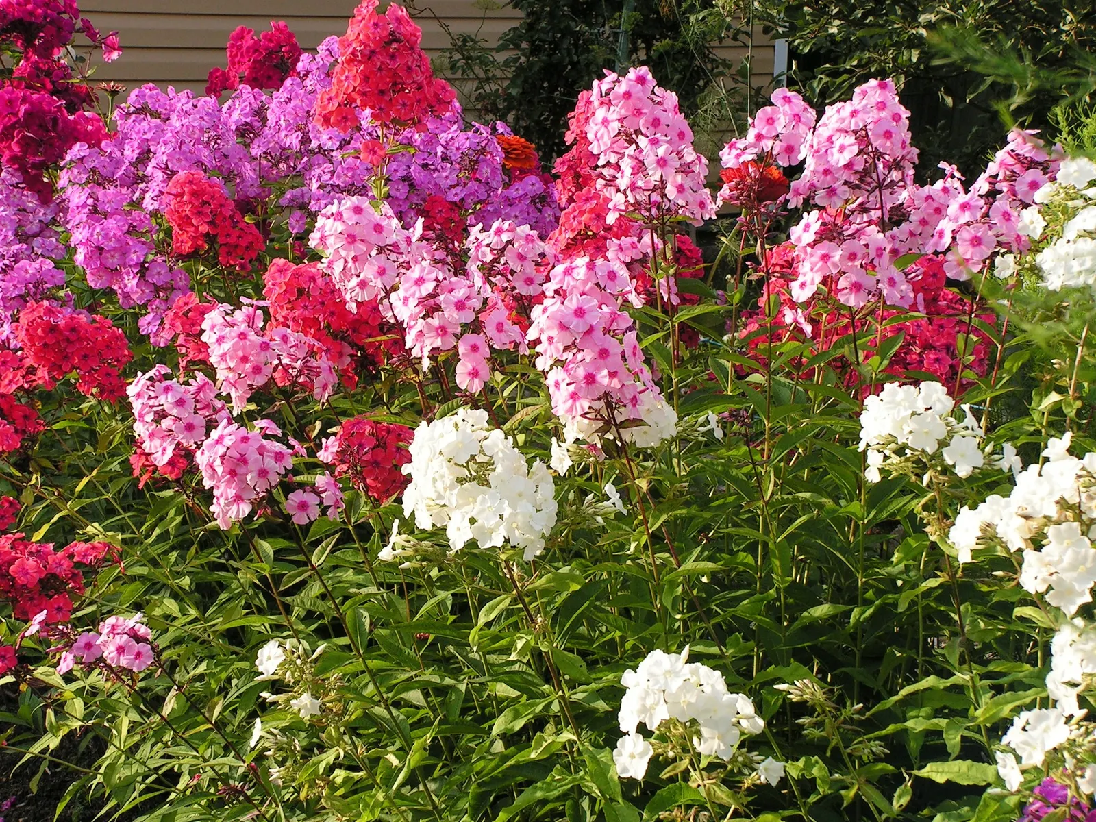 Coral Flame Phlox (Phlox Flame&trade; Series Coral) — it reaches a height of approximately 12 to 16 inches and a similar spread