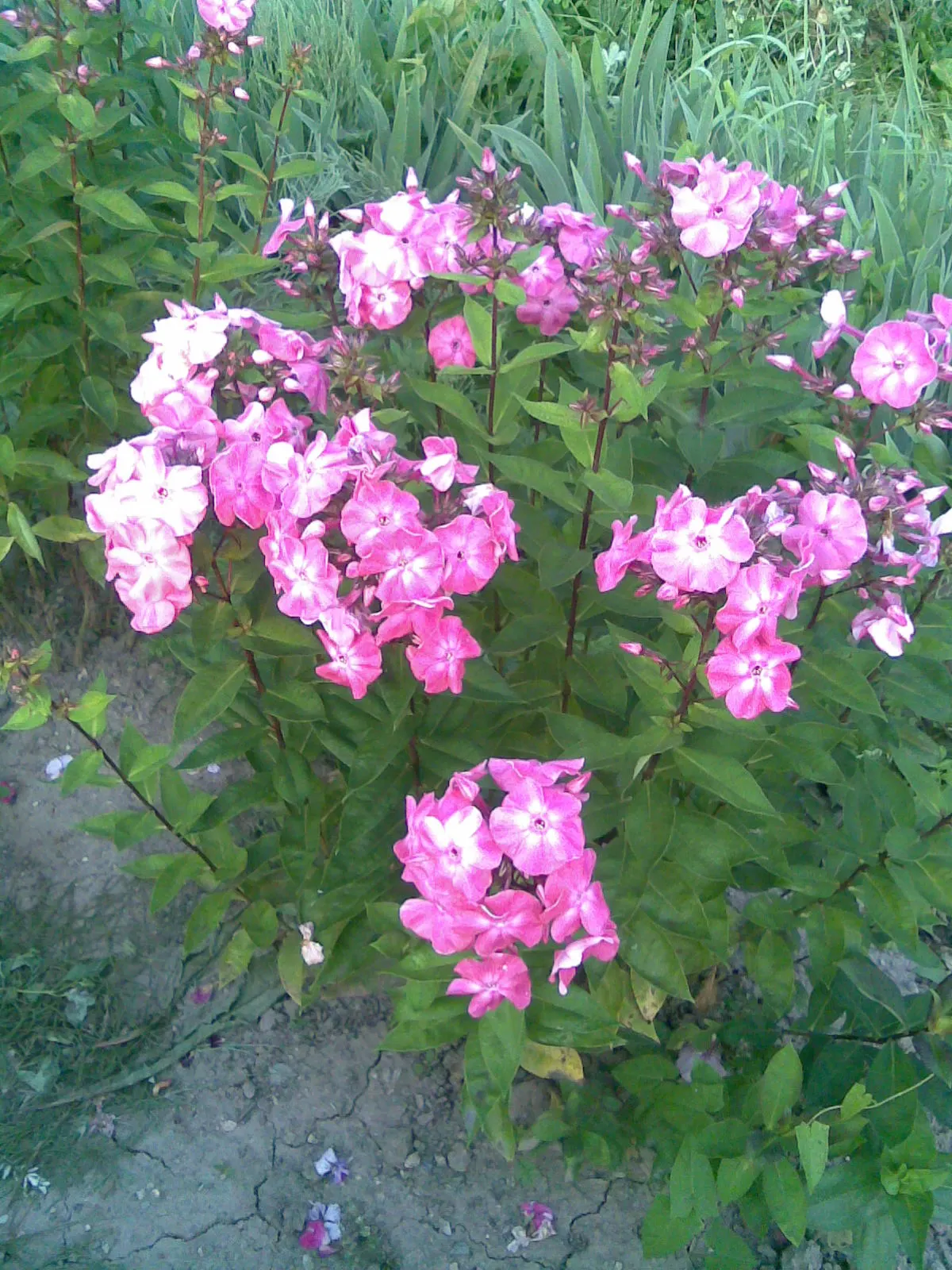 Coral Flame Phlox (Phlox Flame&trade; Series Coral) — and bees.<br><br>Favoring well-drained soil; and texture to any garden design, image 52