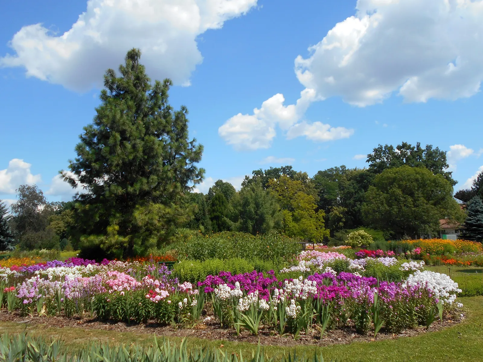 Coral Flame Phlox (Phlox Flame&trade; Series Coral) — which rise above the foliage on sturdy stems from mid to late summer; with its vibrant flowers and easy