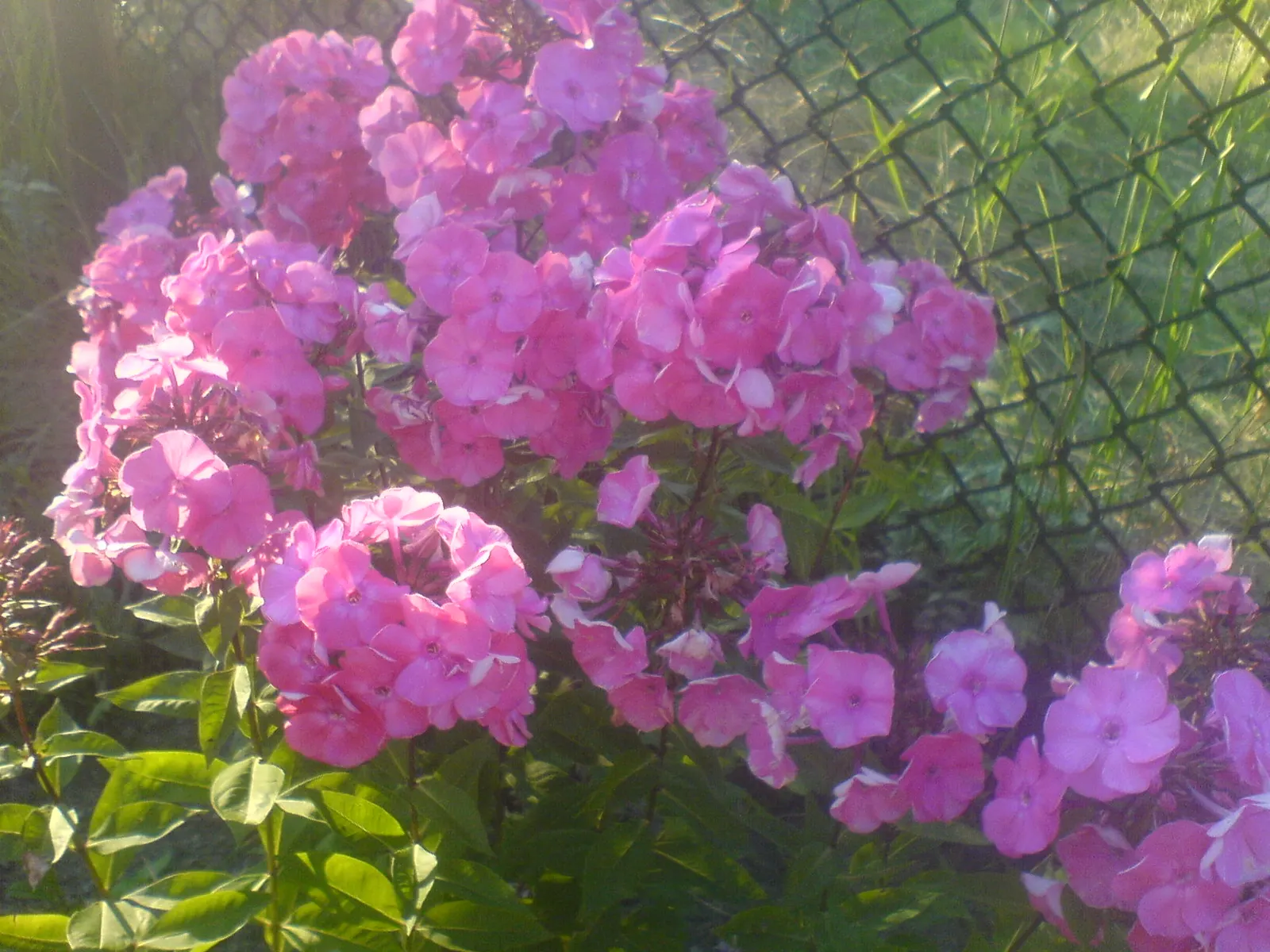 Coral Flame Phlox (Phlox Flame&trade; Series Coral) — lance-shaped leaves offer a lush backdrop; this phlox variety thrives in full sun to part, image 56