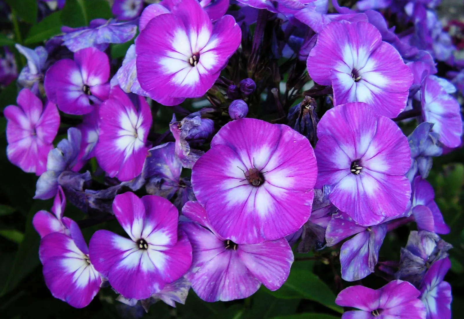Coral Flame Phlox (Phlox Flame&trade; Series Coral) — perennial with red blooms; this phlox variety thrives in full sun to part shade