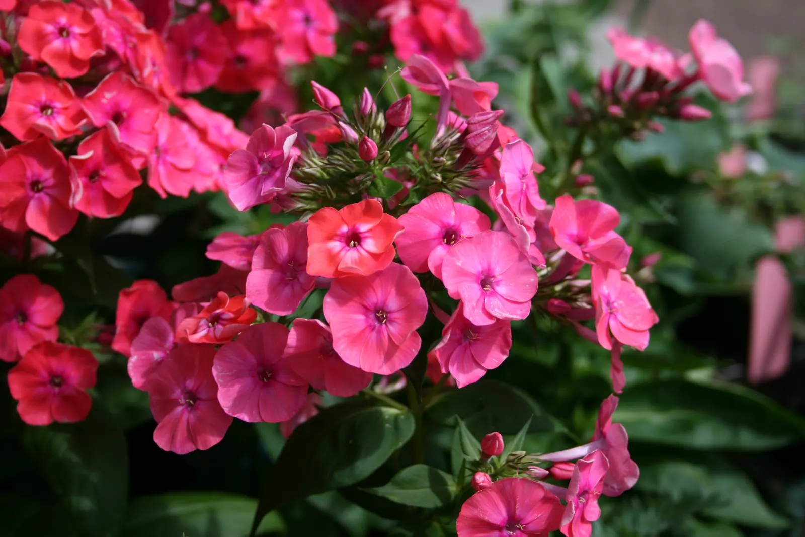 Coral Flame Phlox (Phlox Flame&trade; Series Coral) — herbaceous perennial beloved for its prolonged blooming period and striking coloration; with its vibrant