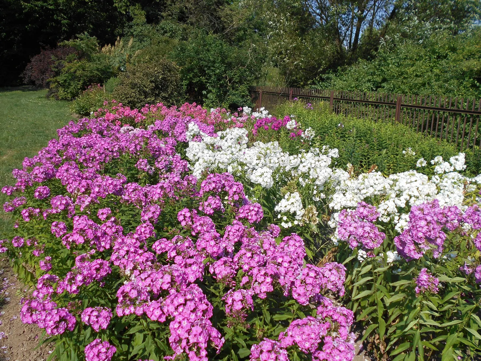 Coral Flame Phlox (Phlox Flame&trade; Series Coral) — Deadheading spent flowers can encourage further blooming and prevent self-seeding; and texture to any